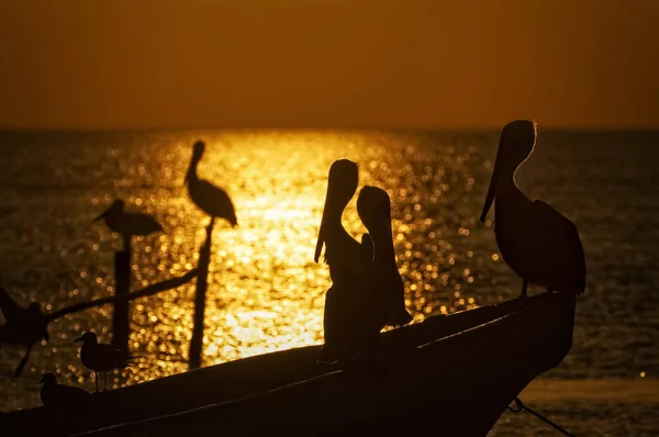 Fotografie Frumoasă Siluete Pelicane Barcă Pescuit Din Lemn Din Insula — Fotografie, imagine de stoc