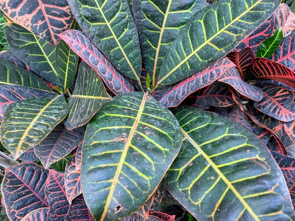 Zbliżenie Ujęcie Świeżego Ogrodowego Croton Drzewa Listowie — Zdjęcie stockowe