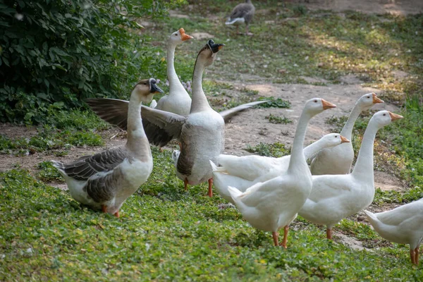 Ganso Salvaje Blanco Con Picos Anaranjados Negros Caminando Sobre Hierba — Foto de Stock