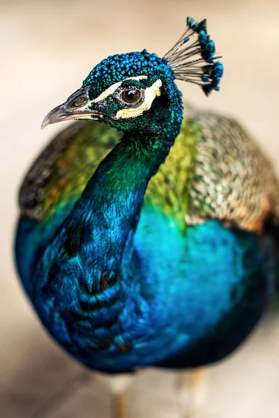 Güzel Bir Tavus Kuşunun Dikey Yakın Çekimi — Stok fotoğraf
