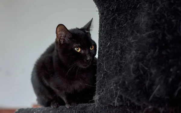 Симпатична Чорна Кішка Ховається Котячому Дереві Будинку — стокове фото