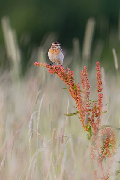 Ein Vertikaler Schuss Eines Sperlings Auf Einer Blume Einem Weizenfeld — Stockfoto