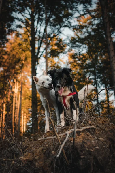 Plan Vertical Berger Suisse Blanc Chiens Collie Des Frontières Dans — Photo