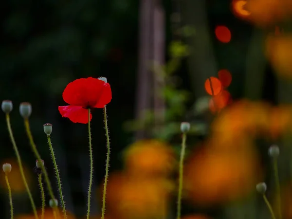 Selective Focus Shot Blooming Tulips Flowers Greenery — Fotografia de Stock