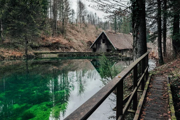 Moody Afbeelding Van Een Groen Meer Het Bos Bomen Winter — Stockfoto