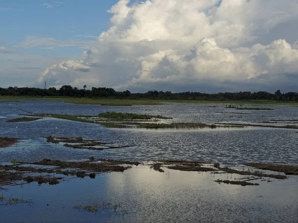 自然の風景を持つ沼のクローズアップショット — ストック写真