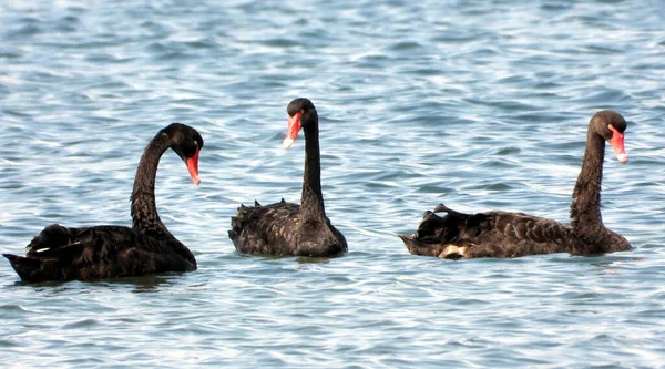 Flock Black Swans Swimming Sea — Stock Photo, Image