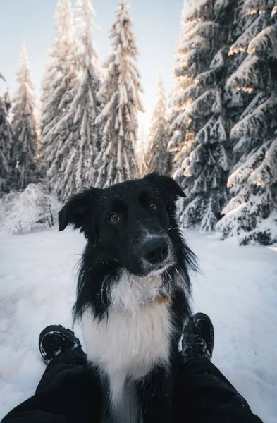 Een Verticaal Schot Van Border Collie Zittend Tussen Benen Van — Stockfoto