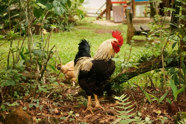 Selective Focus Shot Rooster Field — Stock Photo, Image