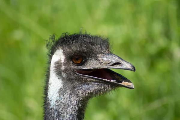 Detailní Pohled Emu Ptáka Stojící Uprostřed Pole Rozmazaném Pozadí — Stock fotografie