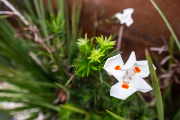 Une Mise Point Sélective Belles Fleurs Blanches Dans Jardin — Photo