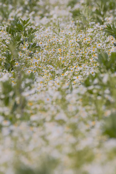 Colpo Verticale Fiori Margherita Bianchi Campo — Foto Stock