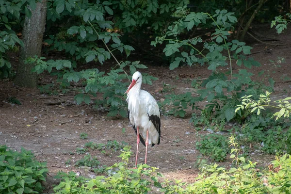 Une Seule Cigogne Blanche Avec Des Pieds Rouges Bec Debout — Photo