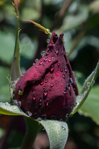Pionowe Ujęcie Niekwitnącej Czerwonej Róży Pokryte Morinig Rosą — Zdjęcie stockowe