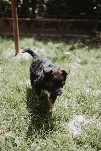 Close Vertical Filhote Cachorro Preto Bonito Grama — Fotografia de Stock