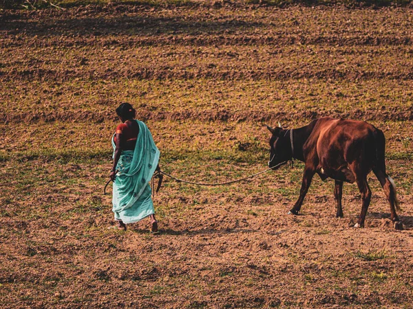 一头骑在印度传统萨里的雌性奶牛 和奶牛一起在田野里散步 — 图库照片