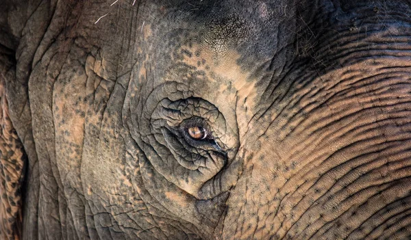 Closeup Shot Elephant Eye — Stock Photo, Image