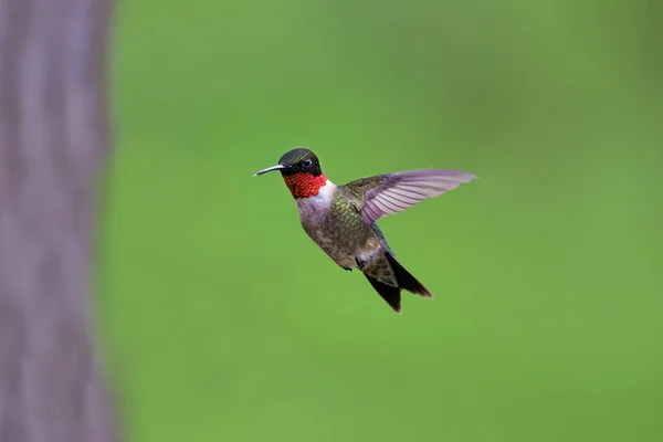 Beija Flor Voador Rubi Garganta Borrão Backgro Verde — Fotografia de Stock