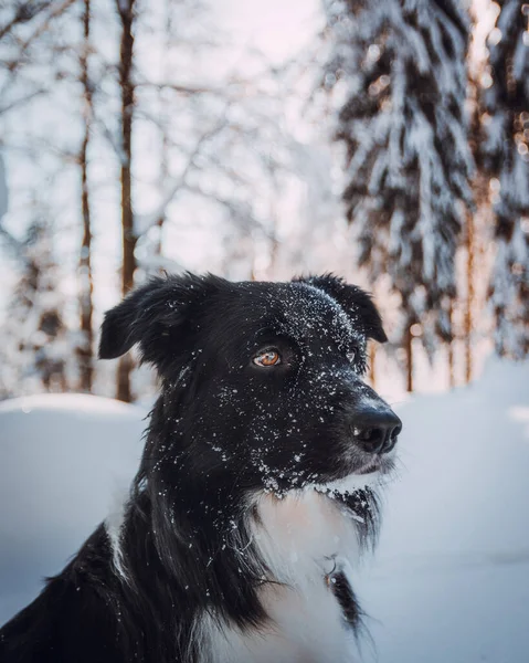 A winter landscape of border collie sitting in the snow