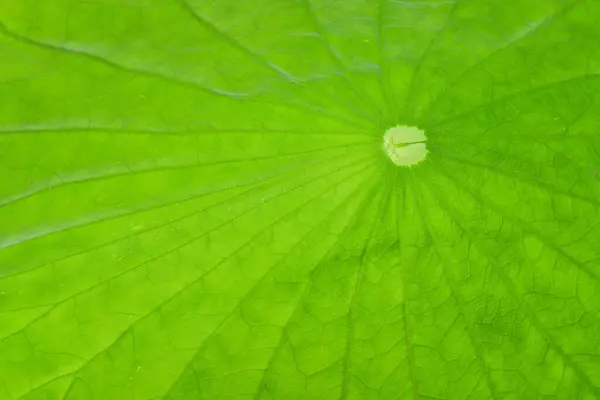 Closeup Shot Patterned Green Leaf Surface — Stock Photo, Image