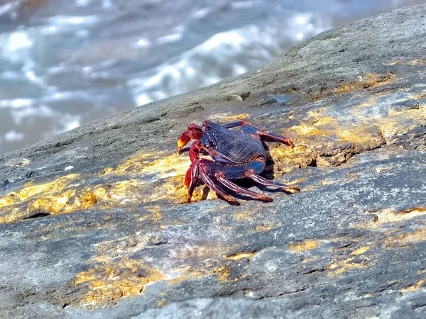 Sebuah Gambar Close Seup Dari Kepiting Madeira Pada Permukaan Batu — Stok Foto