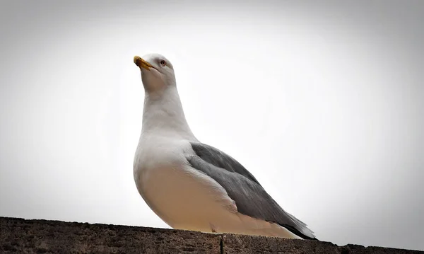 Eine Flache Aufnahme Einer Möwe Die Auf Einer Mauer Rom — Stockfoto