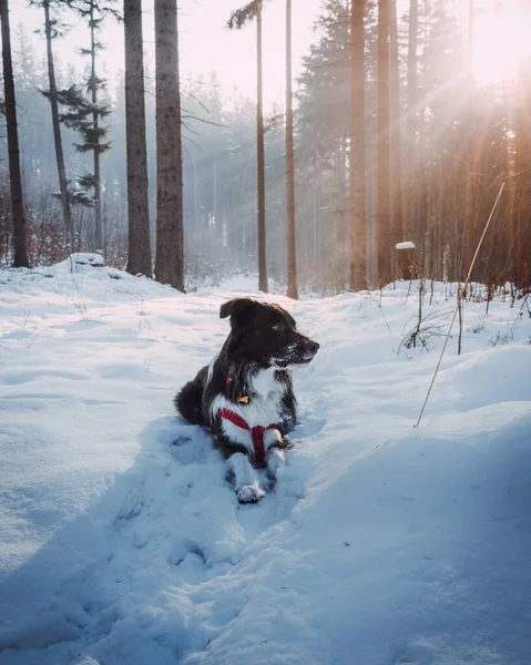 在雪地里躺着一张背景为太阳光的边沿牧羊犬的垂直照片 — 图库照片