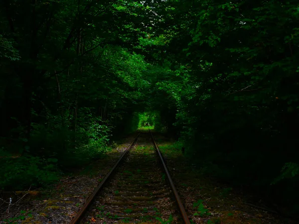 Ένα Κοντινό Πλάνο Μιας Σιδηροδρομικής Γραμμής Στη Μέση Του Δάσους — Φωτογραφία Αρχείου