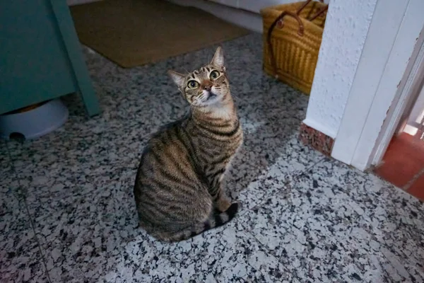 Eine Neugierig Starrende Europäische Kurzhaarkatze Sitzt Auf Dem Boden — Stockfoto