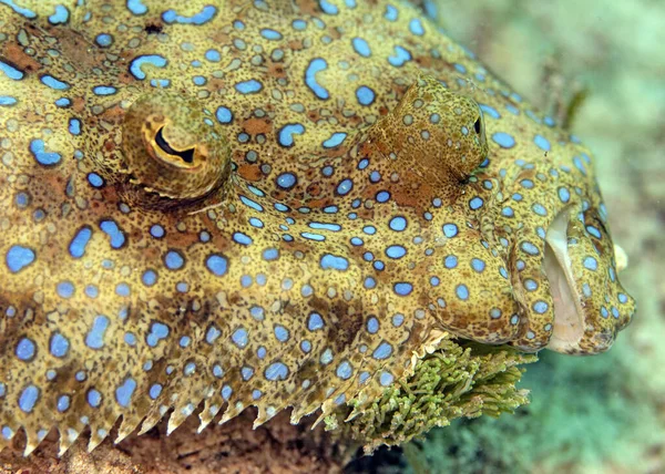 Gros Plan Sélectif Une Plie Paon Sous Eau — Photo