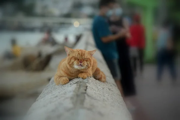 Selektivní Záběr Roztomilé Kočky Ležící Kamenném Povrchu Moře — Stock fotografie