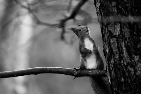 Grayscale Portrait Curious Squirrel Sitting — Stock Photo, Image