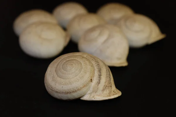 Una Messa Fuoco Selettiva Una Conchiglia Beige — Foto Stock