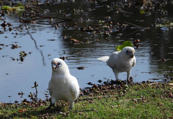 Två Vita Cockatoos Nära Torkade Fallna Höstlöv Och Kastanjer Park — Stockfoto