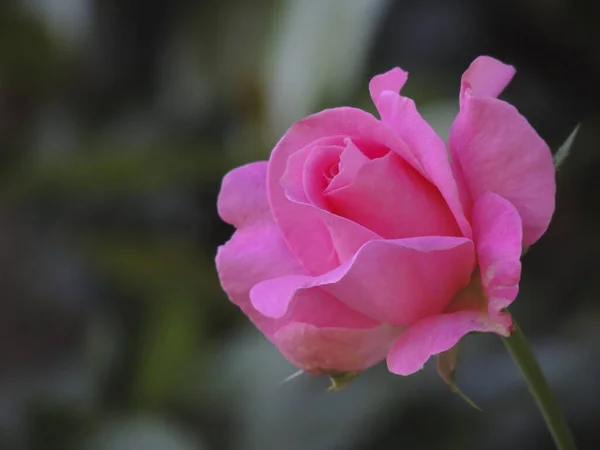 Selektywne Ujęcie Ostrości Kwitnącej Różowej Róży Zieleni — Zdjęcie stockowe