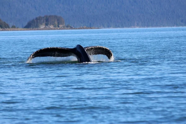 A closeup of the tail of a whale captured in the sea during the daytime