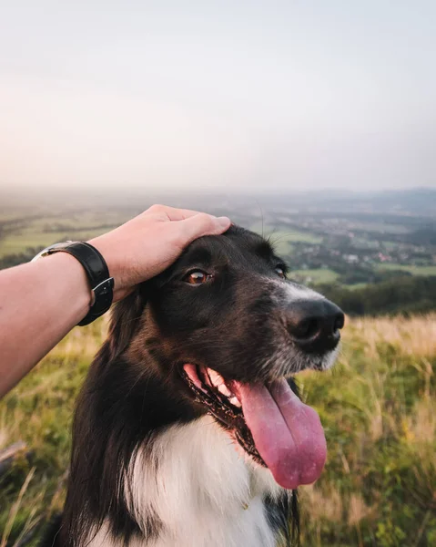 一个男人用舌头牵着边境牧羊犬的特写镜头 — 图库照片