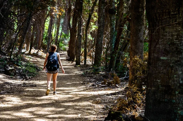 Une Jeune Randonneuse Promène Dans Sentier Entouré Arbres Âgés — Photo