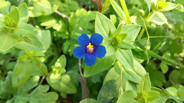 一张漂亮的蓝色八角花的特写照片 — 图库照片