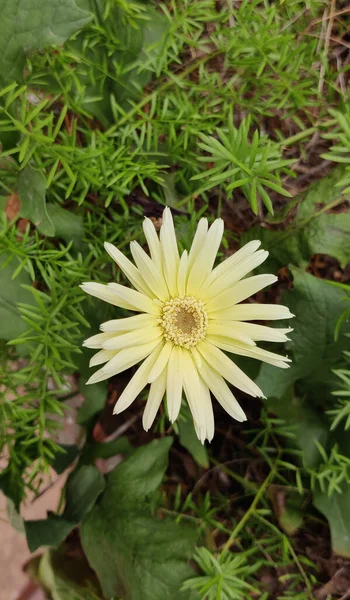 Tiro Vertical Uma Bela Flor Amarela Jardim — Fotografia de Stock