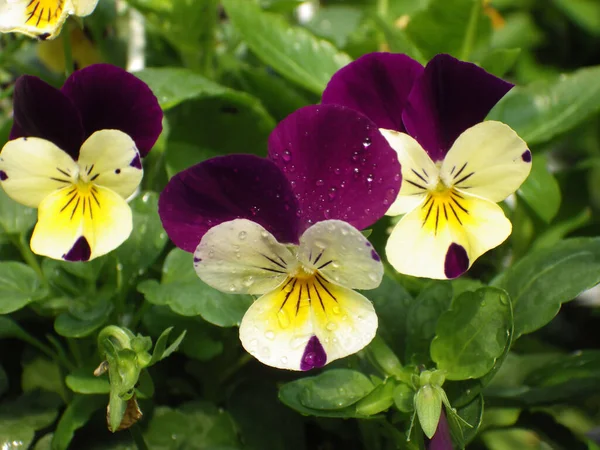 Eine Nahaufnahme Blühender Stiefmütterchenblumen Einem Garten Mit Wassertropfen Nach Regen — Stockfoto