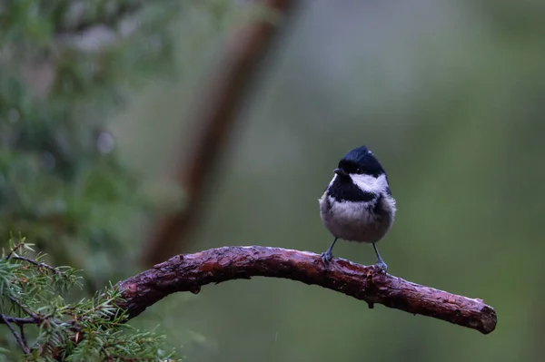 Портрет Птицы Синица Periparus Ater Сидящая Ветке Лесу Мягкий Фокус — стоковое фото