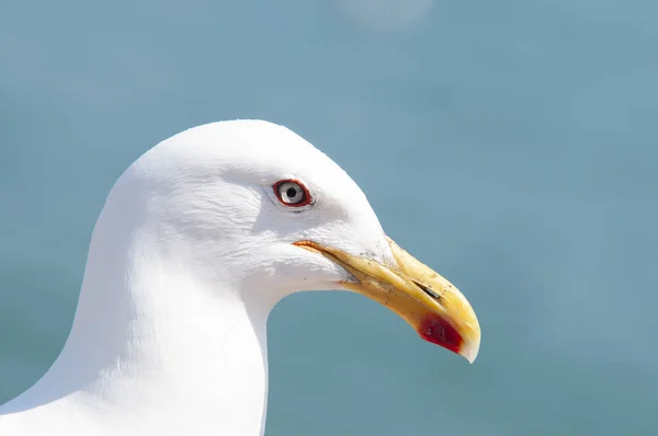Closeup Shot White Seagull Face — Fotografia de Stock