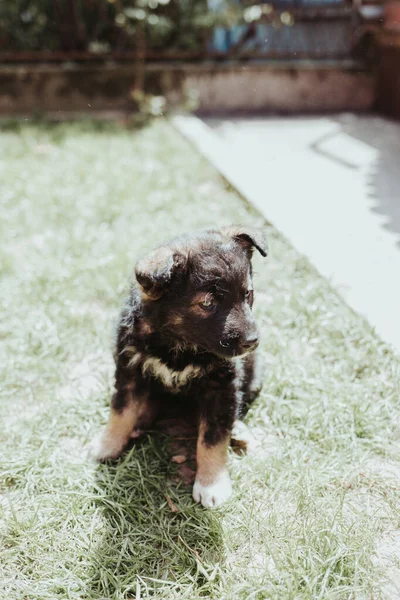 Een Verticaal Close Shot Van Een Schattige Zwarte Pup Het — Stockfoto