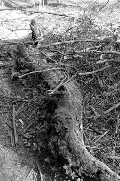 Bir Tarlada Devrilmiş Bir Ağaç Gövdesinin Dikey Gri Tonlu Görüntüsü — Stok fotoğraf