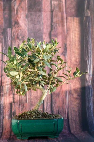Eine Vertikale Nahaufnahme Einer Bonsai Olivenpflanze Gegen Eine Wand — Stockfoto
