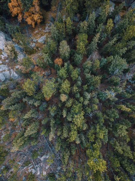 Una Vista Aerea Bellissimi Alberi Nella Foresta — Foto Stock