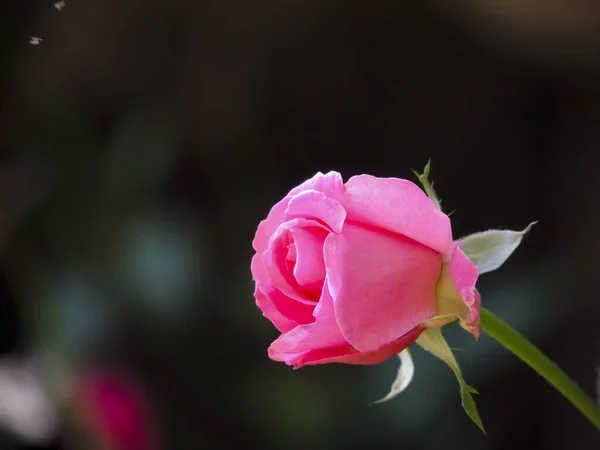 Selective Focus Shot Blooming Pink Rose Greenery — Stock Photo, Image