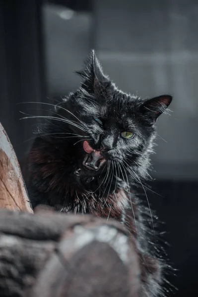 Eine Vertikale Aufnahme Einer Wütenden Schwarzen Katze — Stockfoto