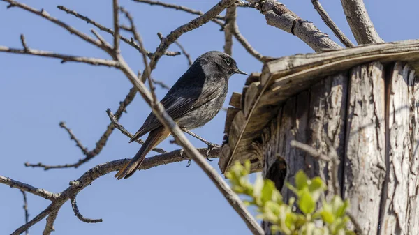 Zbliżenie Ujęcia Małego Czarnego Rudego Ptaka Siedzącego Gałęzi — Zdjęcie stockowe